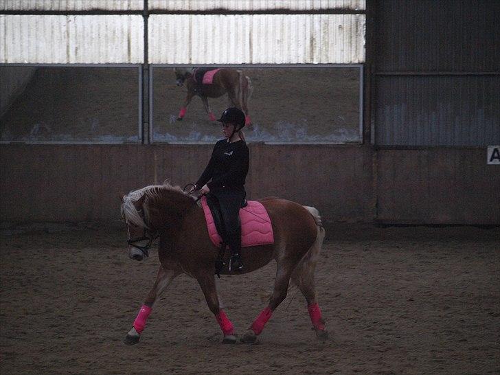 Haflinger Fanni billede 14