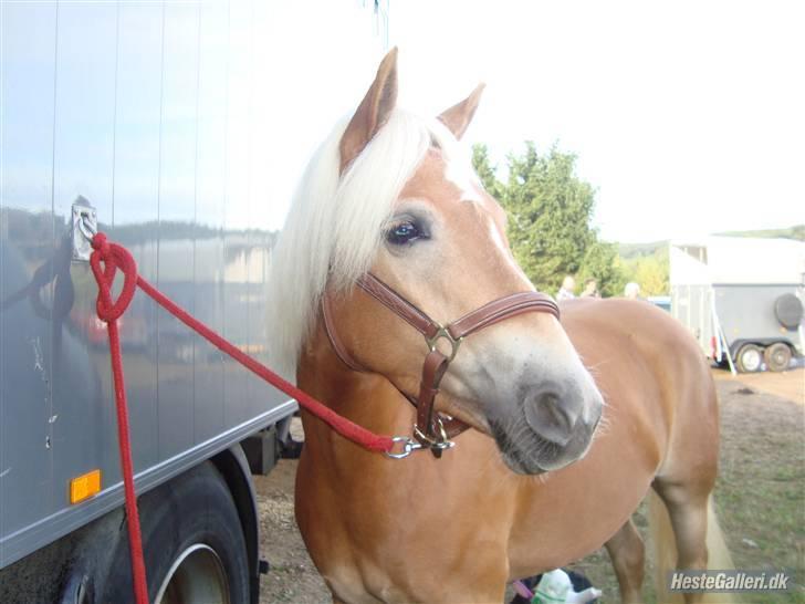 Haflinger Fanni - fanni ved lastbilen, til kåring :D <3  billede 15