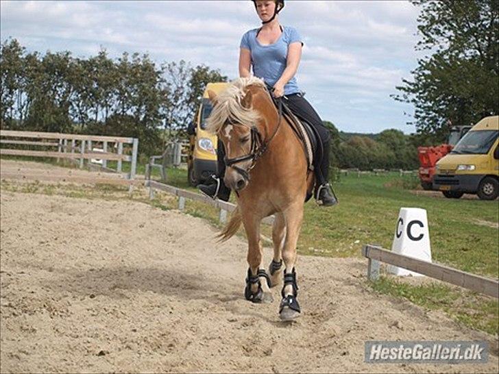 Haflinger Fanni billede 16