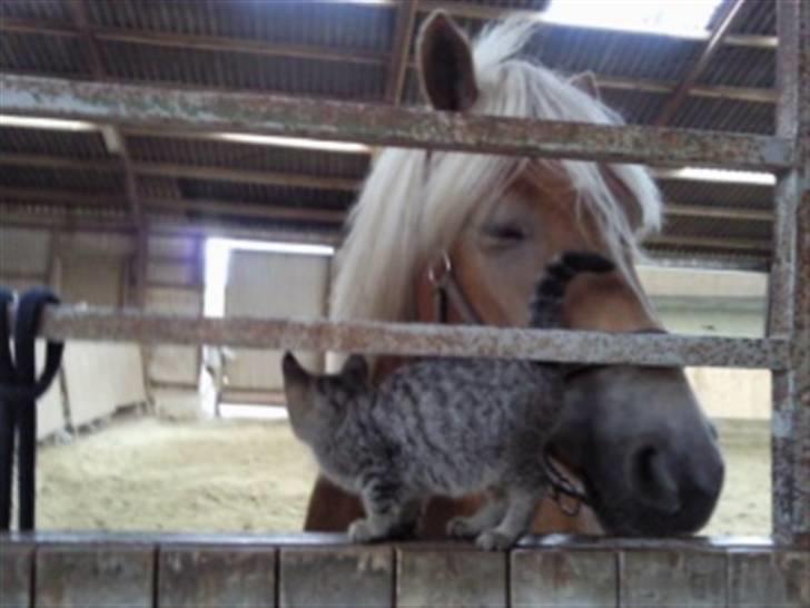 Haflinger Fanni - fanni og den søde lille killing :) billede 17