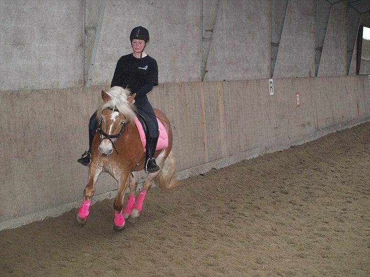 Haflinger Fanni billede 18