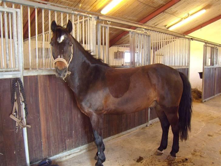 Connemara Bobby af Boest Nørregaard - Pony på staldgangen (: billede 9