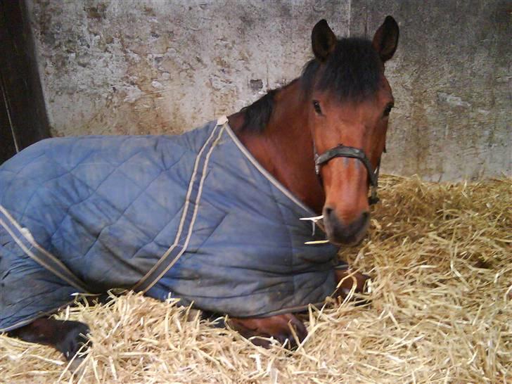 Anden særlig race Thor - man slapper lige lidt af :) søde futte´dreng <3 Foto: mig :p billede 9