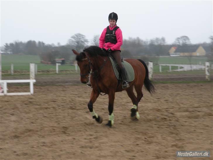 Anden særlig race Thor - .. og vi fortsætter med den gode ridning ! ;D <3 Foto: sara m :) billede 13