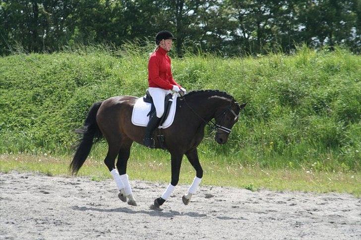 Dansk Varmblod Sundeed Lysingyr -tidl hest billede 2