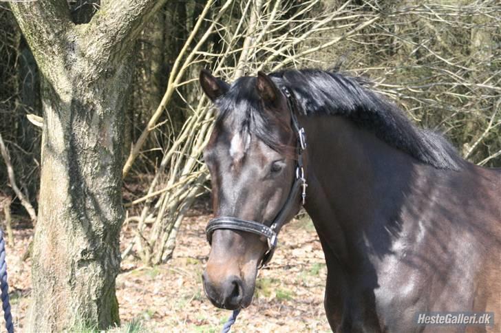 Dansk Varmblod Sundeed Lysingyr -tidl hest billede 4