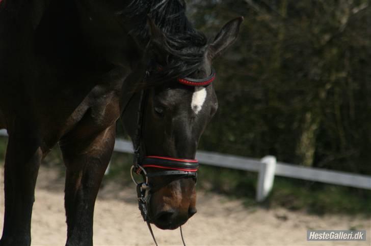 Dansk Varmblod Sundeed Lysingyr -tidl hest billede 5