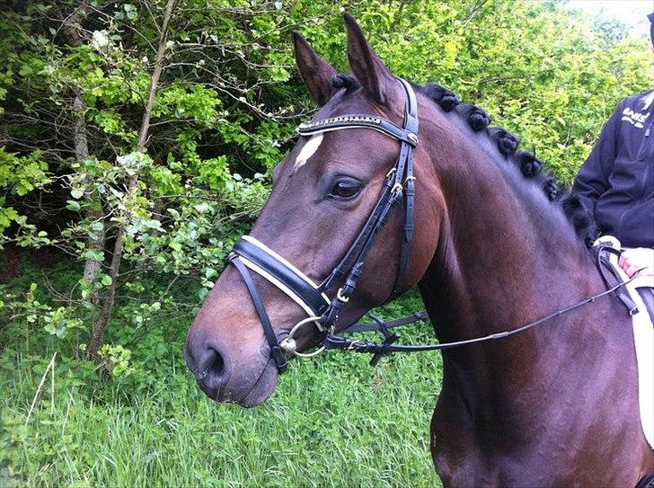 Dansk Varmblod Sundeed Lysingyr -tidl hest billede 6