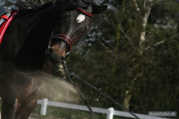 Dansk Varmblod Sundeed Lysingyr -tidl hest billede 7