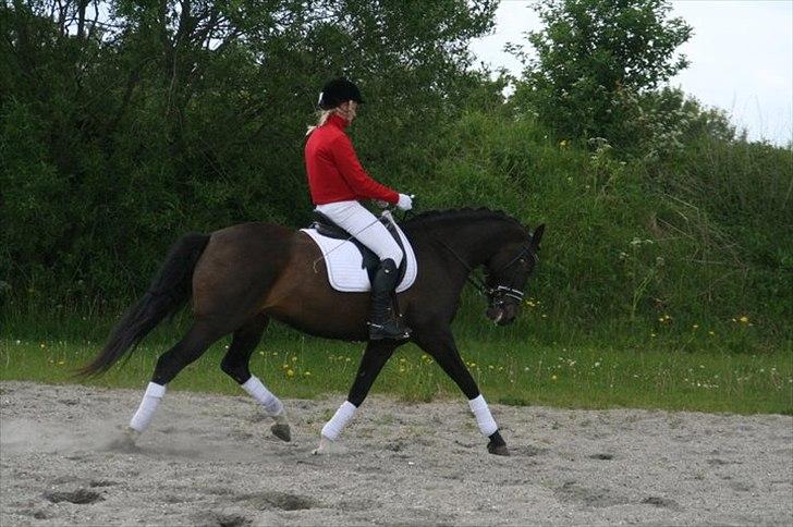 Dansk Varmblod Sundeed Lysingyr -tidl hest billede 8