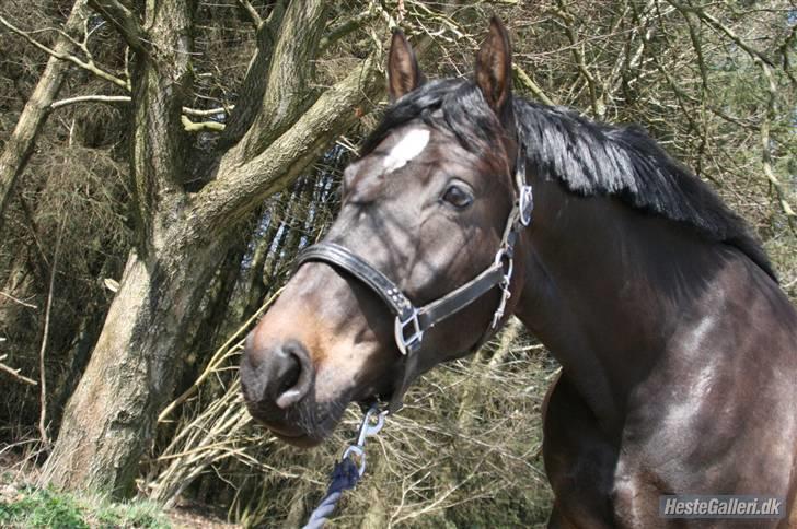 Dansk Varmblod Sundeed Lysingyr -tidl hest billede 9