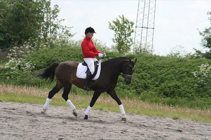 Dansk Varmblod Sundeed Lysingyr -tidl hest billede 10