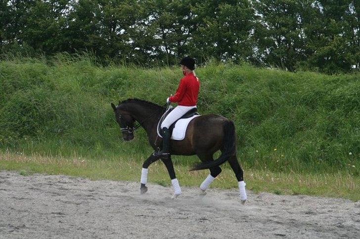 Dansk Varmblod Sundeed Lysingyr -tidl hest billede 13
