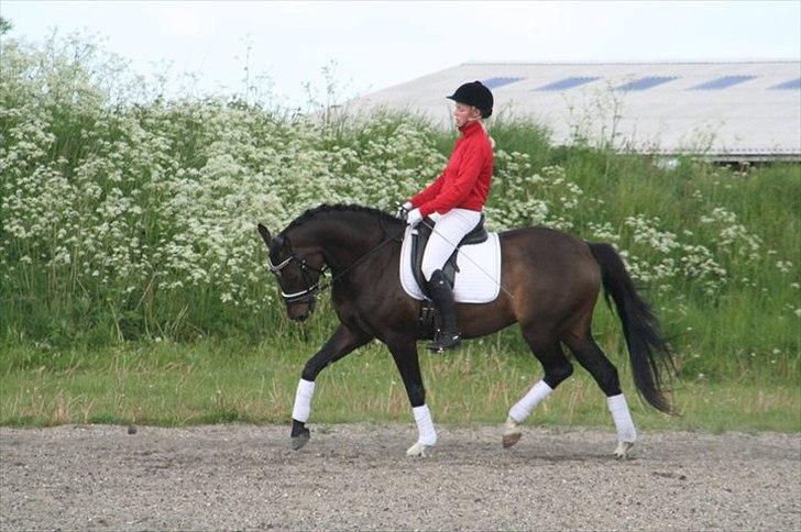 Dansk Varmblod Sundeed Lysingyr -tidl hest billede 14