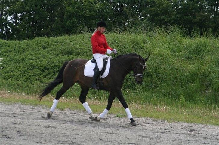 Dansk Varmblod Sundeed Lysingyr -tidl hest billede 16