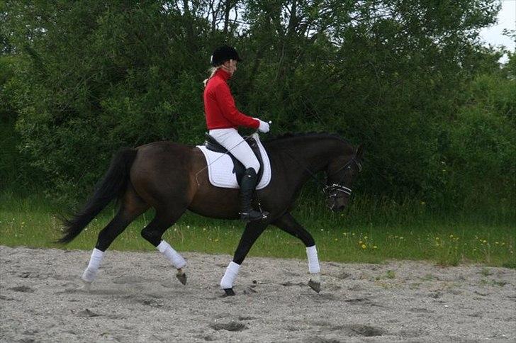 Dansk Varmblod Sundeed Lysingyr -tidl hest billede 17