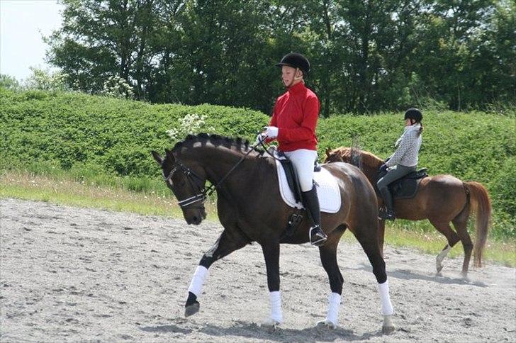 Dansk Varmblod Sundeed Lysingyr -tidl hest billede 18