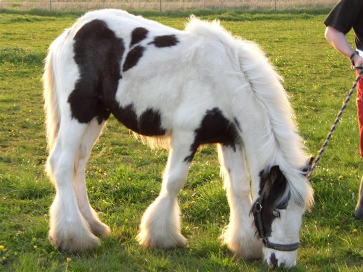 Tinker RAVEL OF ROMANY VANNER billede 6