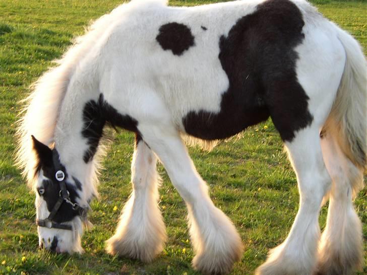 Tinker RAVEL OF ROMANY VANNER billede 7