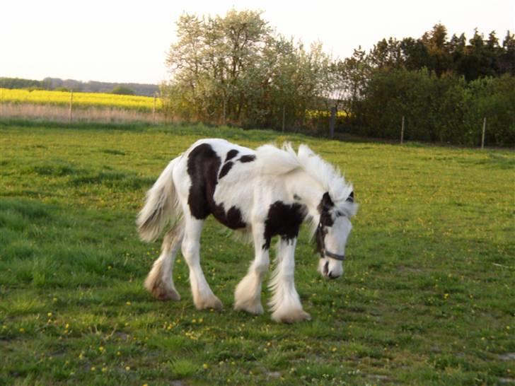 Tinker RAVEL OF ROMANY VANNER billede 8