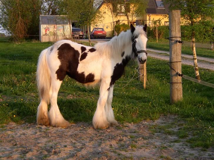 Tinker RAVEL OF ROMANY VANNER billede 9