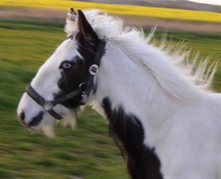 Tinker RAVEL OF ROMANY VANNER billede 10