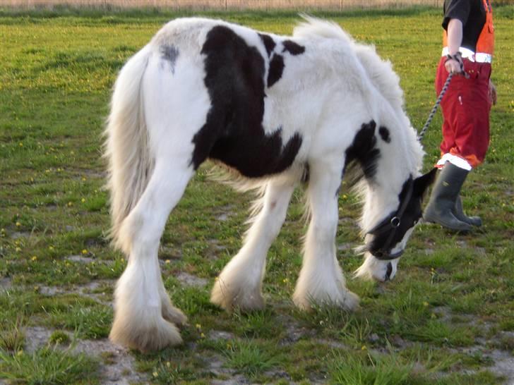 Tinker RAVEL OF ROMANY VANNER billede 11