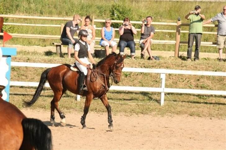 Anden særlig race Mr. Playboy - uha.. han kan da oss gå en lille smule dressur på springbanen  billede 20