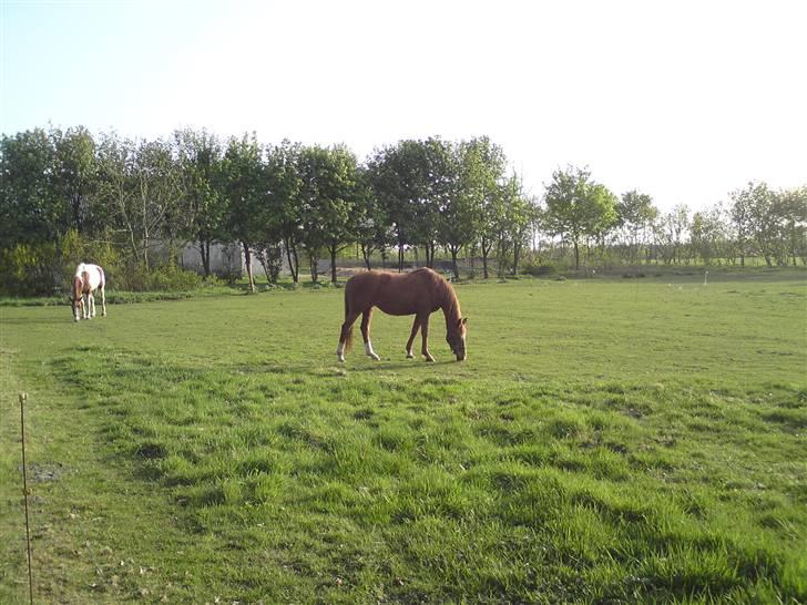 Anglo Araber (AA) Lille Daugårds Prinsesse (R.I.P) - Sommer 2010 billede 13