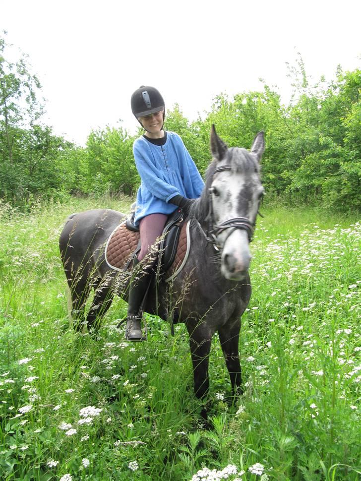Welsh Cob (sec D) Misty (solgt) - Misty og jeg i skoven.  Foto: Frederikke Marcher billede 1