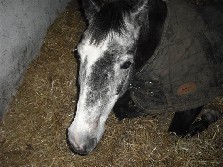 Welsh Cob (sec D) Misty (solgt) - Ja Misty var glad den aften vi kom hjem fra jordomrejse. billede 2