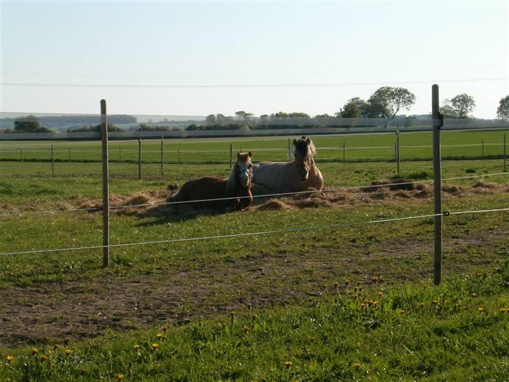Shetlænder Fanny  RIP  billede 8