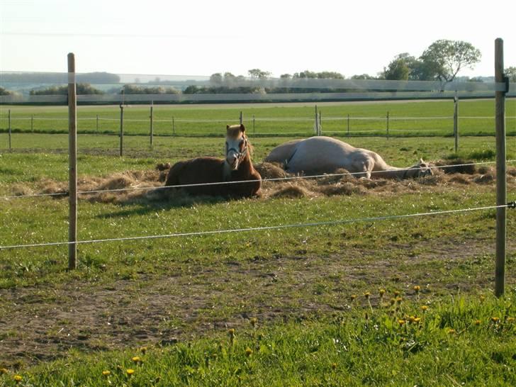 Shetlænder Fanny  RIP  billede 9