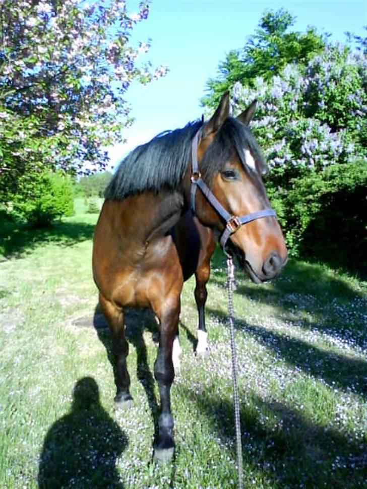 Anden særlig race Amazing Star billede 10