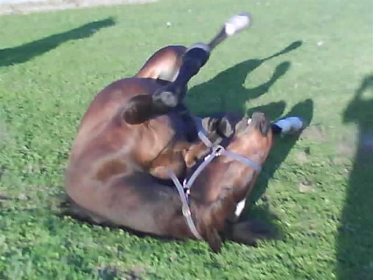 Anden særlig race Amazing Star billede 11