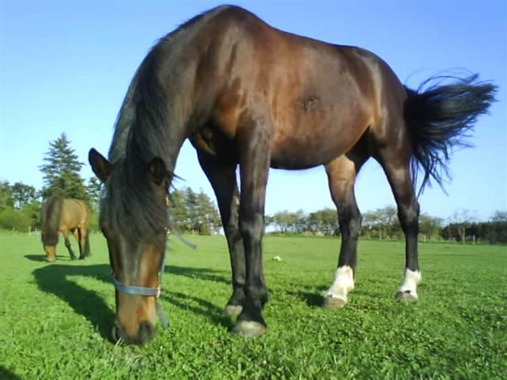 Anden særlig race Amazing Star billede 12