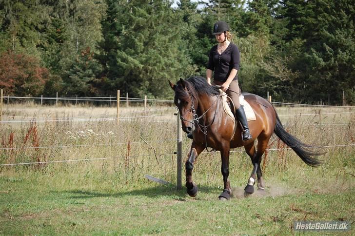 Anden særlig race Amazing Star billede 14