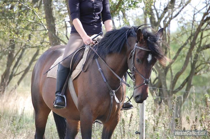 Anden særlig race Amazing Star - smukke <3´ billede 15