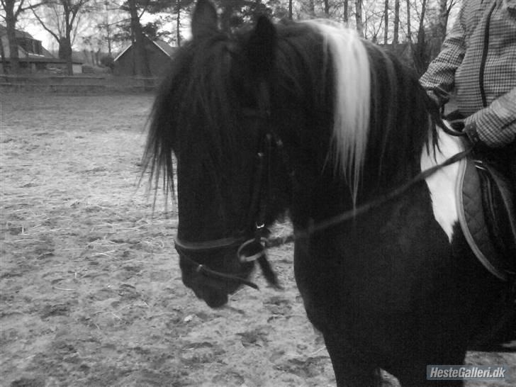 Irish Cob Sir Charles Of Ireland - Velkommen til Charles profil - og hans smukke hoved billede 1