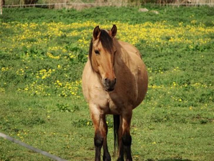Anden særlig race Sensa - min smukke hest. du er altid i mit hjerte! billede 1