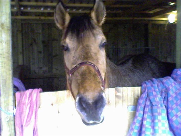 Anden særlig race Sensa billede 3