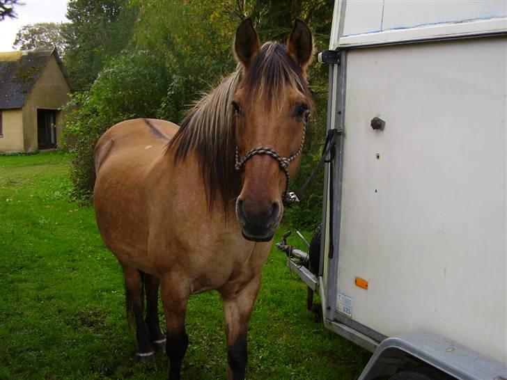 Anden særlig race Sensa billede 4