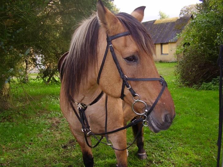 Anden særlig race Sensa billede 5