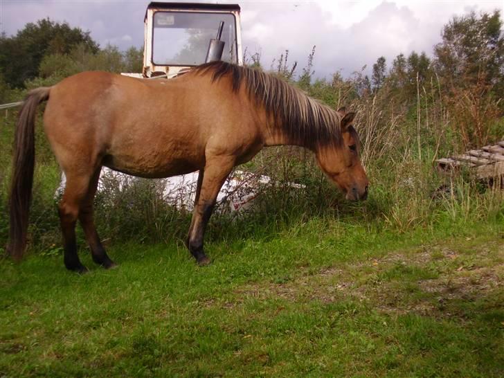 Anden særlig race Sensa - hun gik tit frit på grunden, hun forlod os aldrig! :´(  billede 6