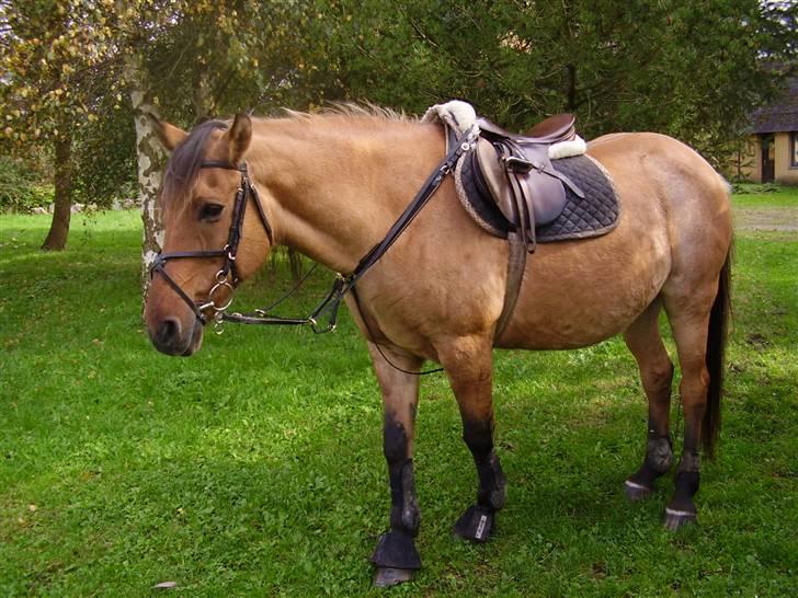 Anden særlig race Sensa - kan i se her, at hun ved jeg er ked & siger farvel til hende hvert 30. sekundt.. dagen før. se hendes øjne. hun er gammel og slidt billede 7