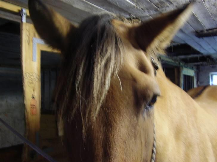 Anden særlig race Sensa billede 9