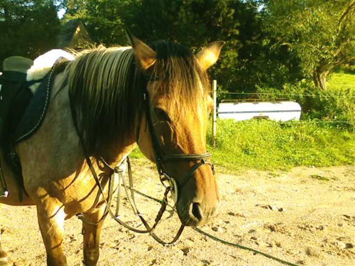 Anden særlig race Sensa billede 10