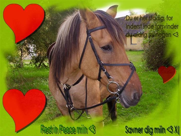 Anden særlig race Sensa billede 13