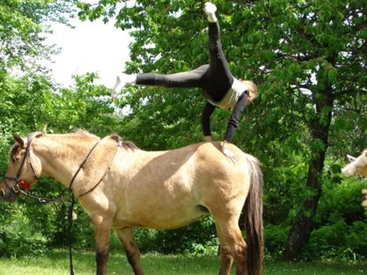 Anden særlig race Sensa - Hun var vidunderlig & en fantastisk voltihest. hun fandt sig i alt & elskede volti :´) billede 14