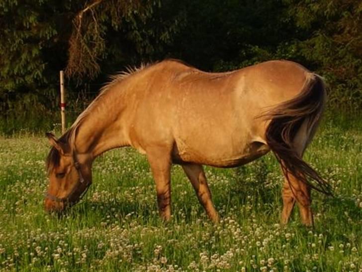 Anden særlig race Sensa billede 16